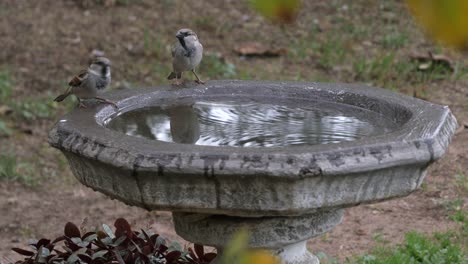 house sparrows drink from a bird bath leaving ripples in the water, close up