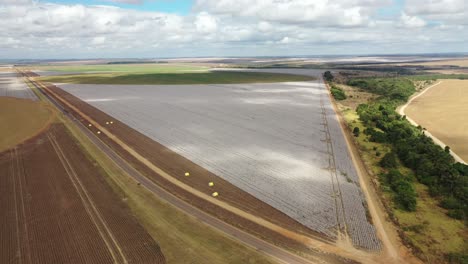 vista de un avión no tripulado de una plantación de algodón en brasil