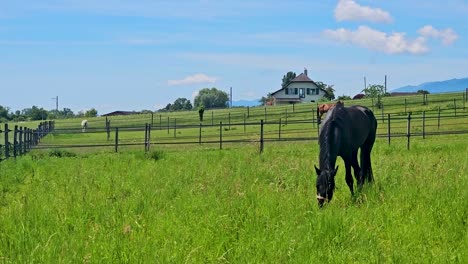 horse eating grass in the idyllic green fields of switzerland