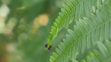 Lady-bird-walking-down-a-bracken-fern