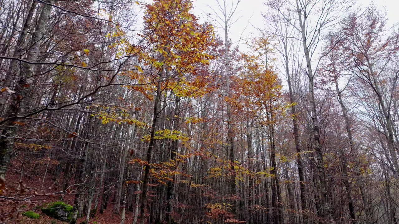 Autumn trees in a serene forest, showcasing fall colors, tranquility
