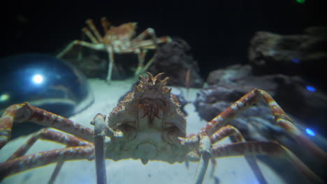 spider crabs in a round aquarium backward track. montpellier thomisidae