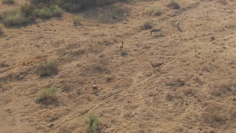 Drone-aerial-footage-of-Nyala-antelopes-and-Zebra-on-a-cold-winters-morning