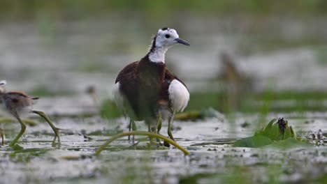 pheasant tailed jacana saving chicks under her wings