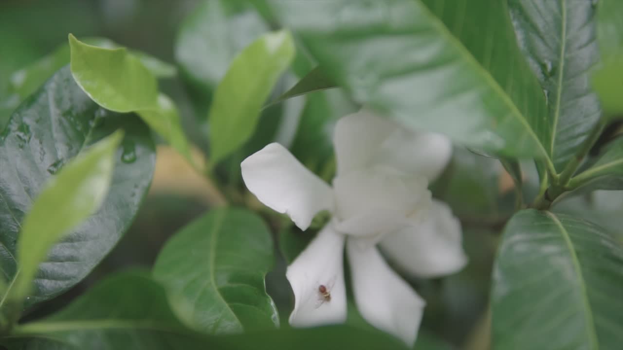 disparo de enfoque superficial de la abeja descansando en hermosas flores vívidas en la temporada de floración