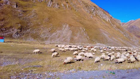 a herd of sheep walking in the caucasus mountains, shot from a drone