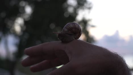 snail on a hand