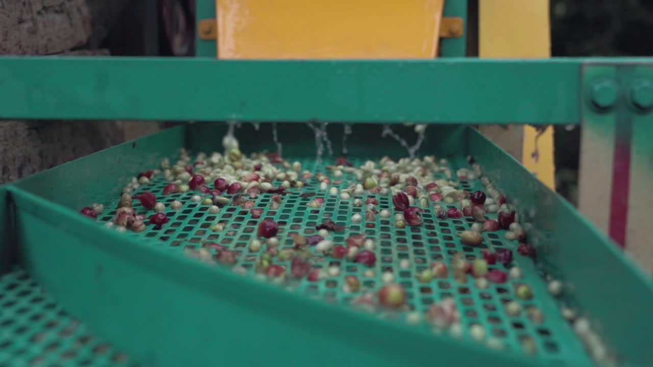 Fresh coffee cherries peeling process, peeling machine and cherries skin removed before next step of natural dry process, small coffee factory