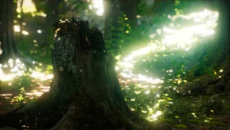 sunlight rays pour through leaves in a rainforest