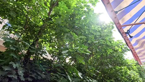 la luz del sol filtrándose a través de los árboles y el dosel a rayas