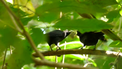 Coupler-of-black-birds-feeding-perched-on-garden-tree-branches