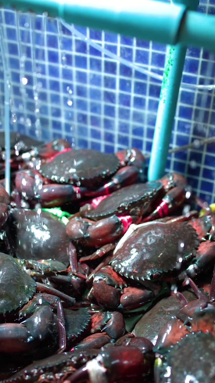 Close-up shot of live mud crabs with tied claws inside a fresh water tank