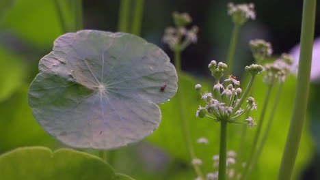 Makroaufnahme-Von-Wassernabel,-Centella-Asiatica,-Blättern-Und-Blüten