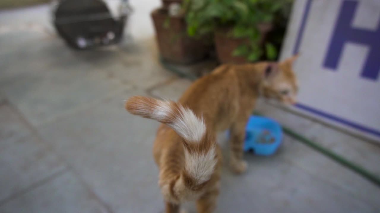 인도 일반 고양이라고도 알려진 인도 빌리 품종