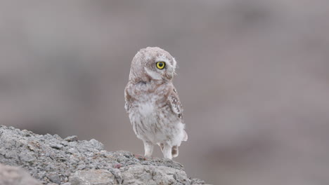 single spotted owlet, curiously looking around taking off in windy conditions with feathers flying around