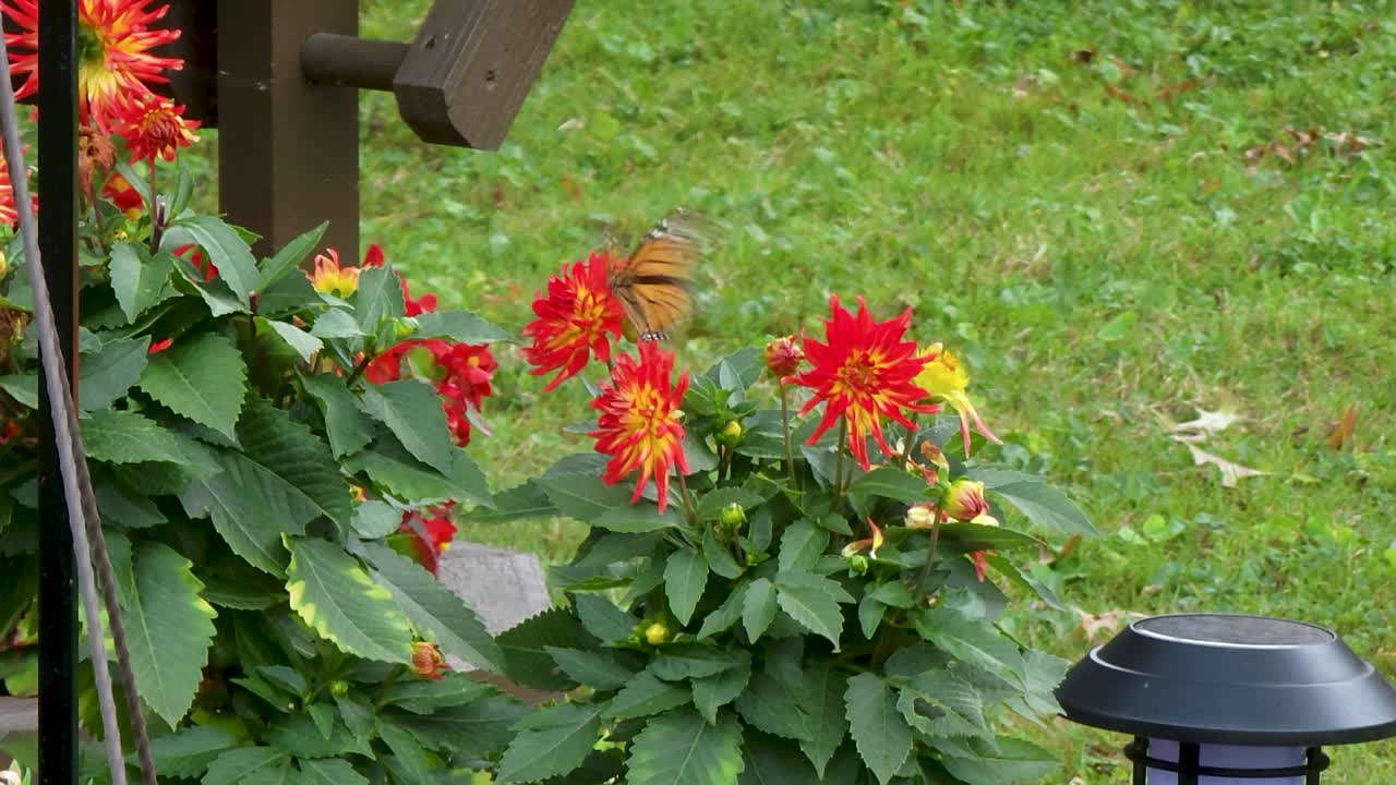 가을 동안 단풍의 변화와 색상으로 넓은 보호 구역 상공 비행