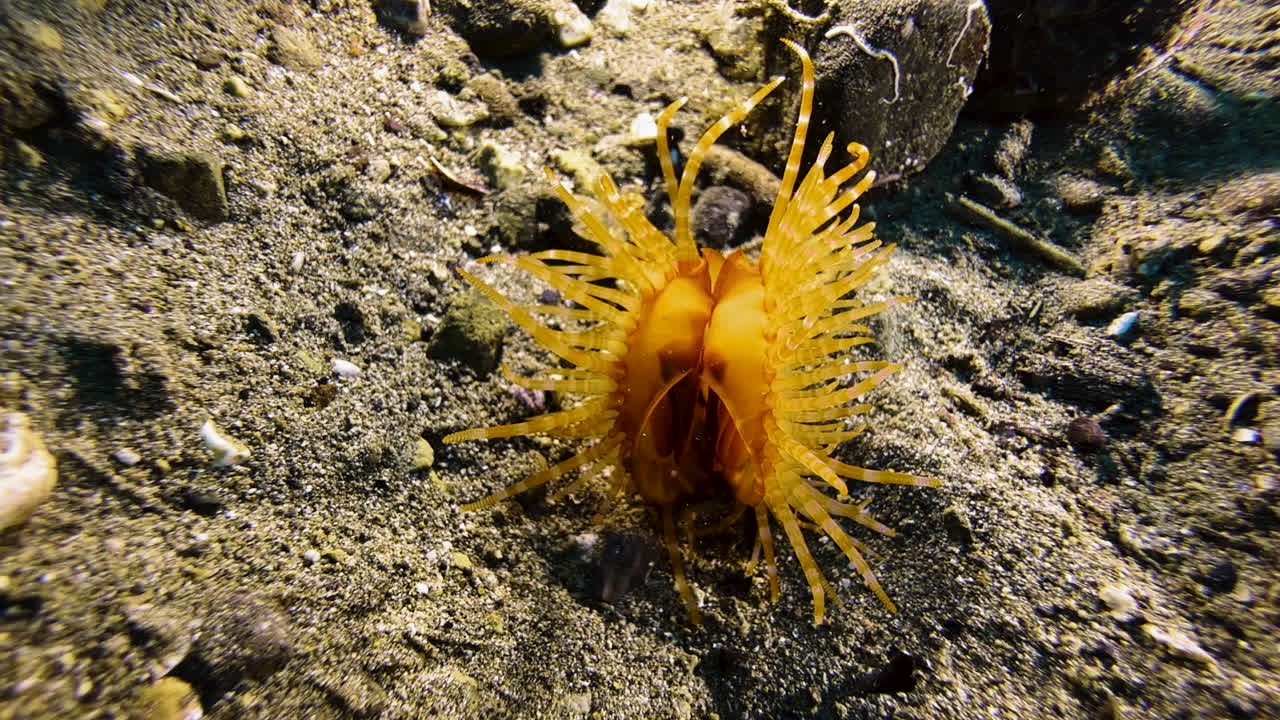 A fileclam moves towards camera over the sandy seabed using the recoil principle. This clam has striped orange tentacles and is known as the Hirase's file clam