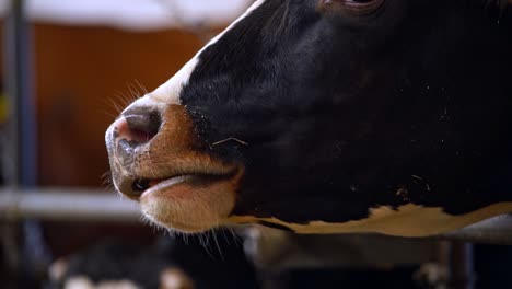 farm cow close up portrait. portrait of the diary cow in modern free livestock