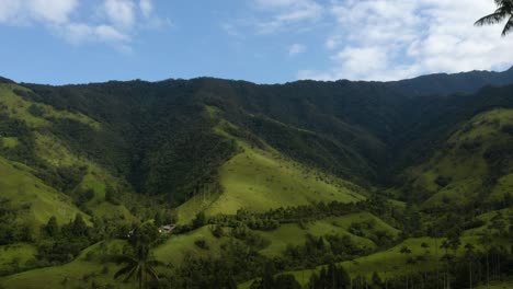 drone vuela entre palmeras de cera en el valle de cocora, quindio, colombia