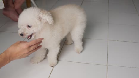 cute and adorable toy poodle dog breed playing with owner indoor