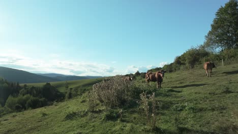 aerial view of cows grazing, on a hillside meadow