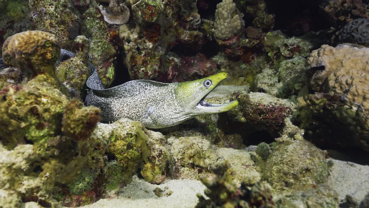 Yellow edged moray swimming on the sand amongst corals in the red sea
