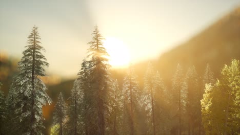 Bosque-De-Pinos-Al-Amanecer-Con-Cálidos-Rayos-De-Sol