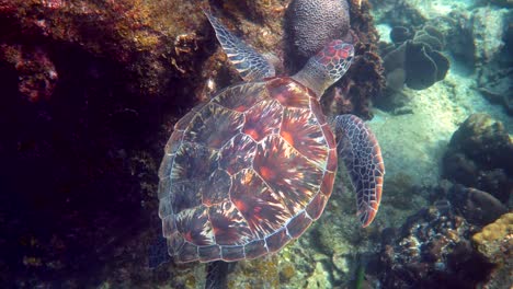 hawksbill sea turtle slowly swimming in blue water through sunlight, try to find food on coral reef. scuba on wildlife. underwater marine life tropical turtle in wild nature