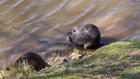 nutria on the shooters island, vltava river, prague