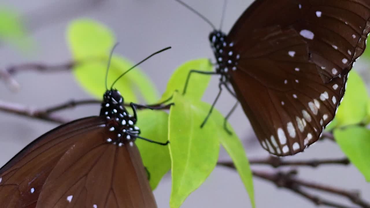 mariposa descansando en las hojas verdes en un parque