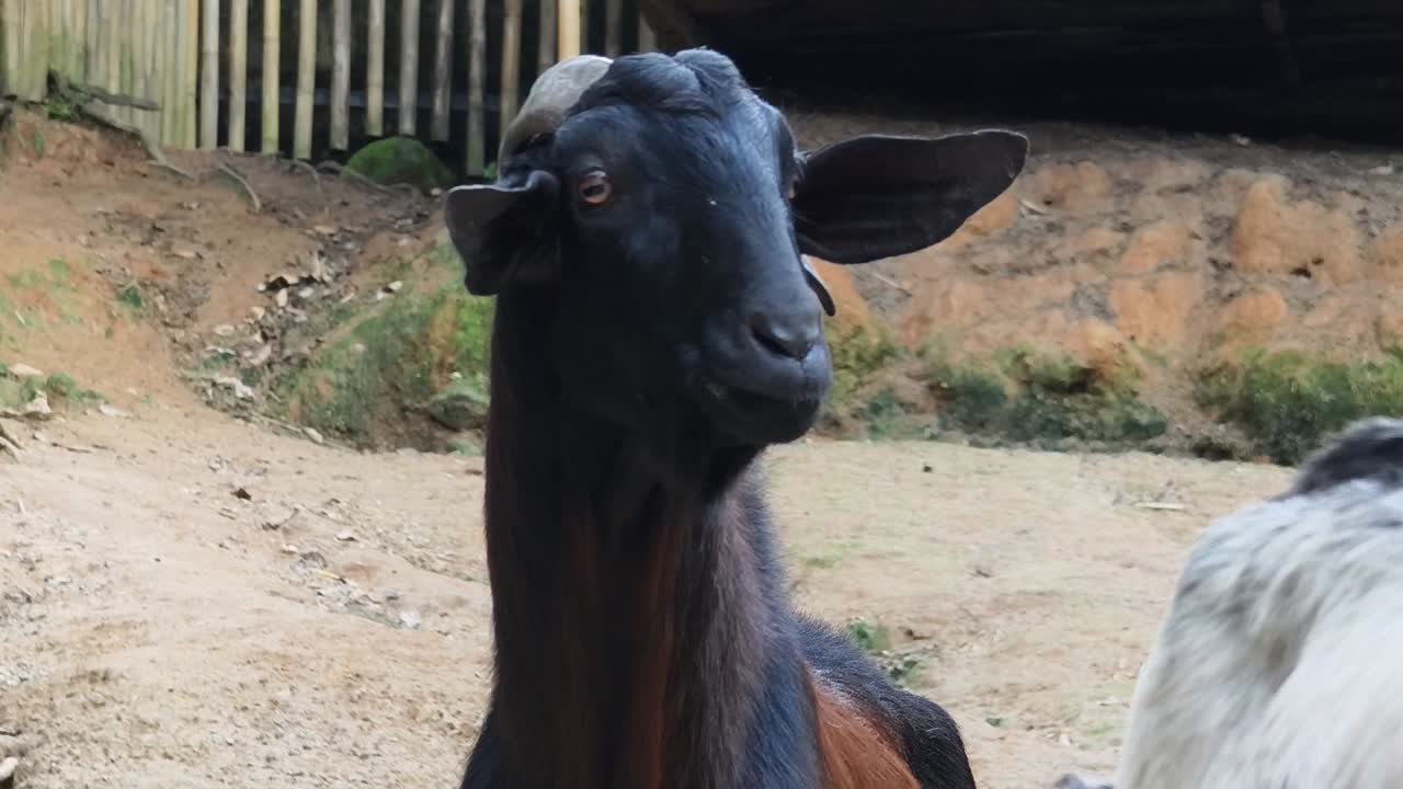 cabra negra en un corral