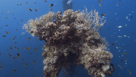 tropical coral reef, camera swims along a beautiful staghorn coral formation on a shipwreck in palau, micronesia