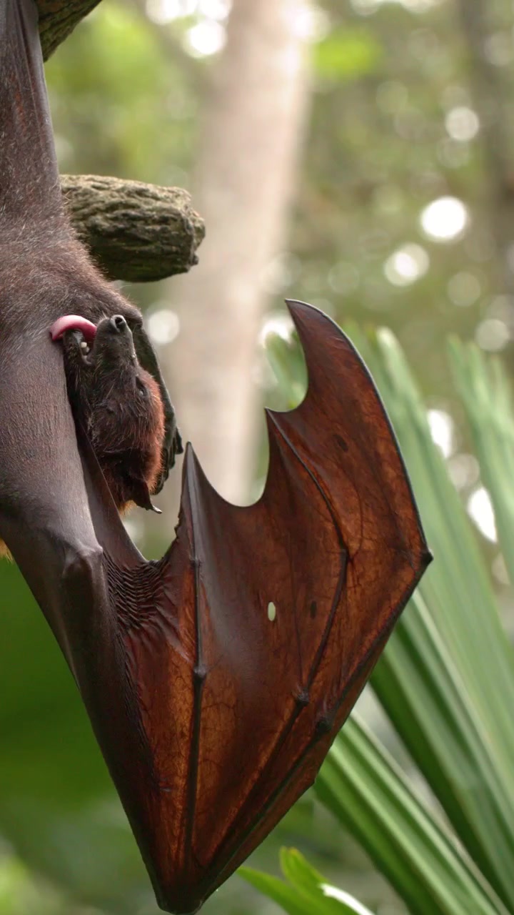 Un megachirottero è appeso a un ramo, mentre si pulisce le ali su uno sfondo di lussureggiante foresta verde.