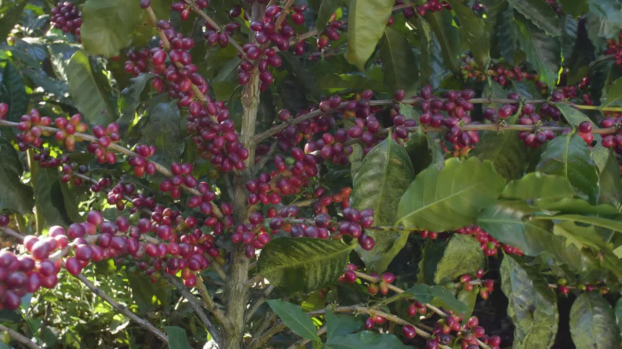 una planta de café llena de granos de café maduros rojos en un campo ventoso