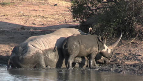 rhino calf having fun with his mother in mud, scrubbing skin on skin