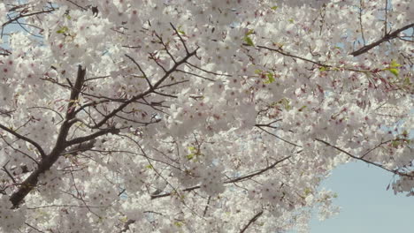 primer plano en cámara lenta a través de una rama de cerezo cubierta de flores