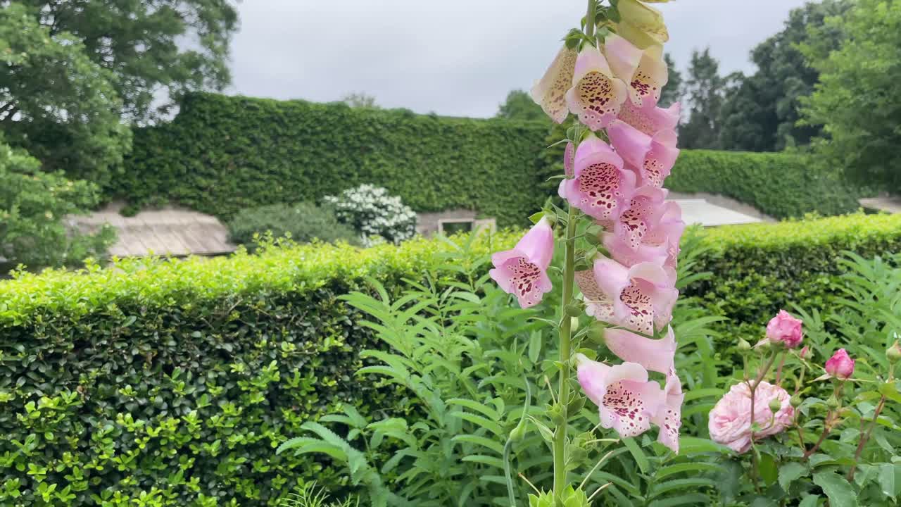 잘 관리 된 정원 에서 아름다운 꽃 들