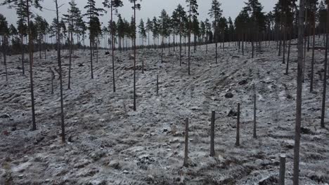 thinned forest in sweden