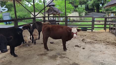 cows in a farm pen