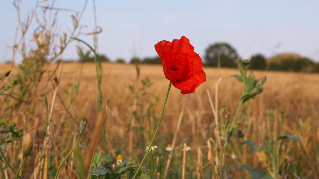Solitary red poppy flower growing in golden wheat field