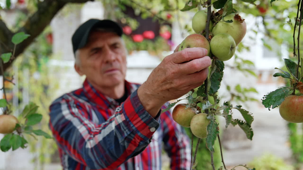 Green apples are hanging on the branch. Mature Caucasian farmer picks the fruit from tree.