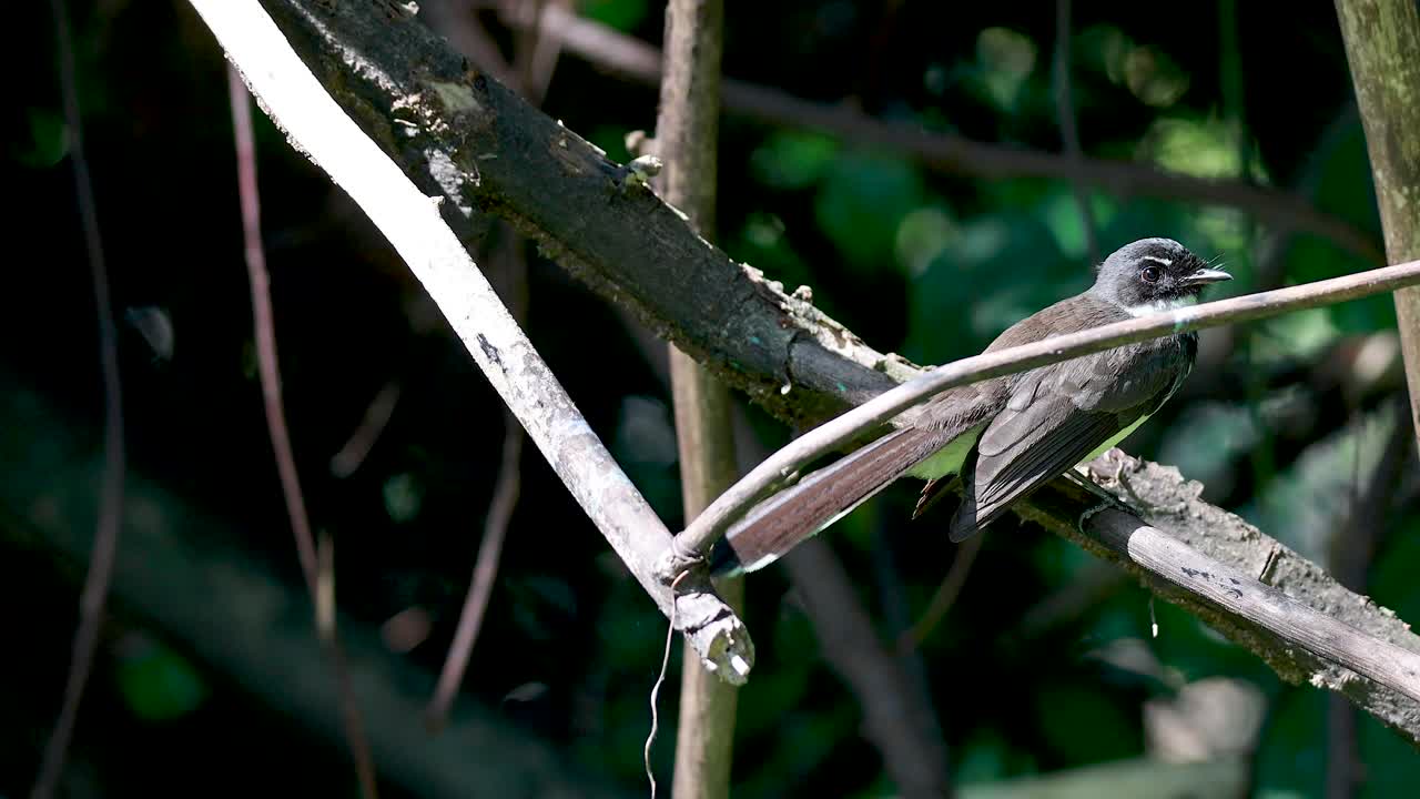pájaro de cola de hombro descansando en una rama de árbol