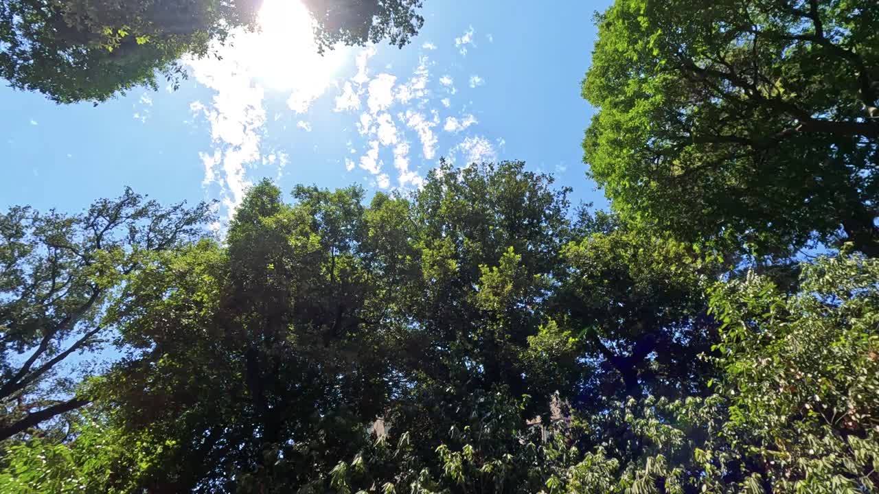 la luz del sol se filtra a través de los árboles verdes y exuberantes.