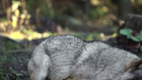 Lobos-De-Madera-Corriendo-Y-Peleando-Slomo