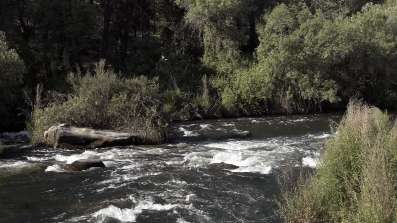 Water from a stream flowing through a forested area that is heavily covered in greenery and has wild grass growing next to it