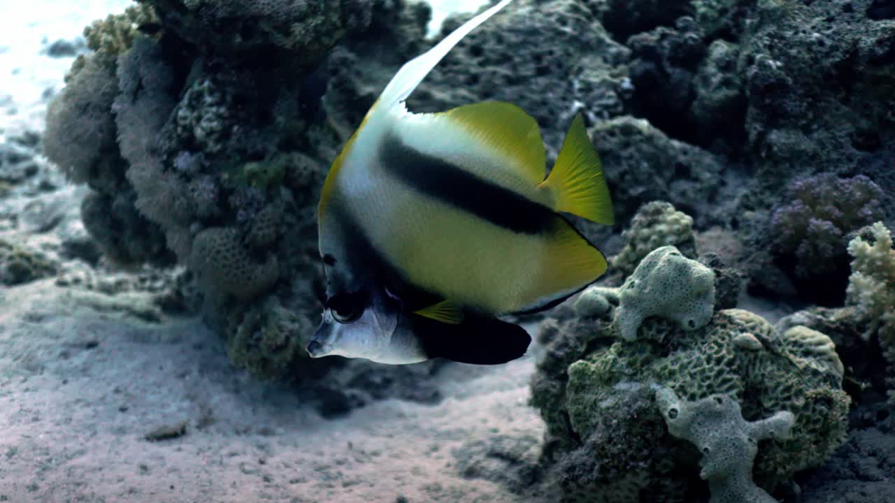 Rødehavs-bannerfisk (Heniochus intermedius), der er karakteriseret ved sin dybe, sammentrykte krop, to brede, sorte, skrå bånd over en bleg gul og hvid krop og en lang, bølgende, hvid rygfinne.