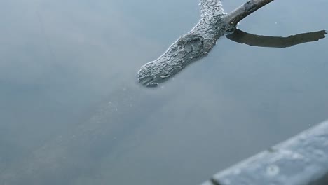 rama de árbol en agua ondulante