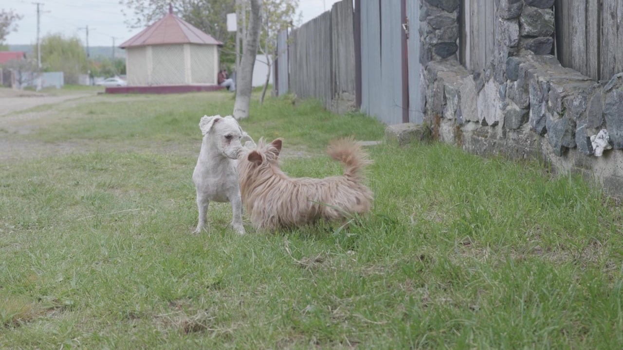 En charmerende filmisk scene med to små hunde, der leger sammen ved en græsklædt vejkant i en fredelig landsby. Naturlig udendørs ramme med rustikke hegn, landlig atmosfære