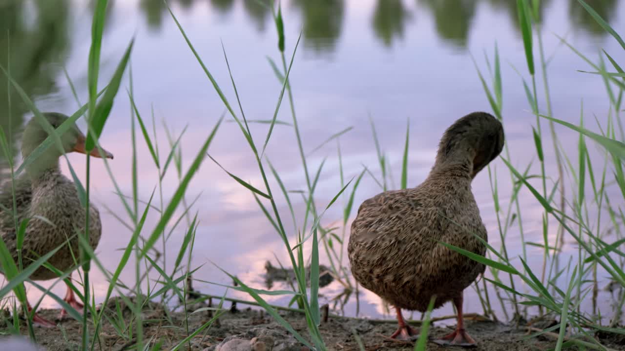 Ducks rest by a tranquil lake surrounded by lush green reeds at sun rise