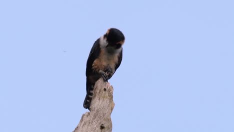 El-Falconet-De-Muslo-Negro-Es-Una-De-Las-Aves-Rapaces-Más-Pequeñas-Que-Se-Encuentran-En-Los-Bosques-De-Algunos-Países-De-Asia